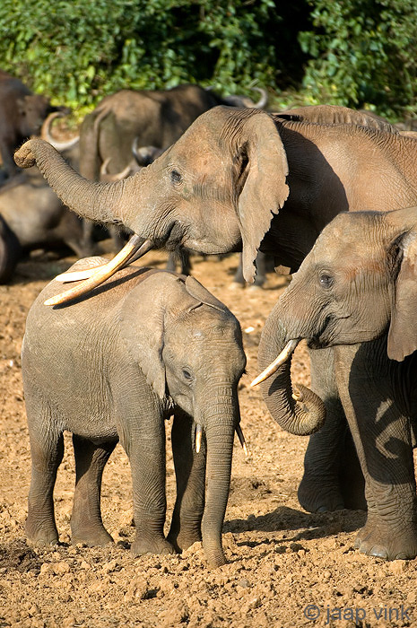 African Elephant - Afrikaanse Olifant - Loxodonta africana