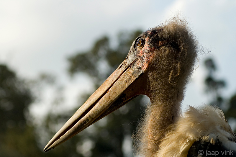 Marabou Stork - Afrikaanse Maraboe - Leptoptilos crumenifer
