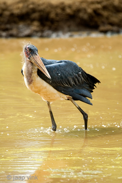Marabou Stork - Afrikaanse Maraboe - Leptoptilos crumenifer