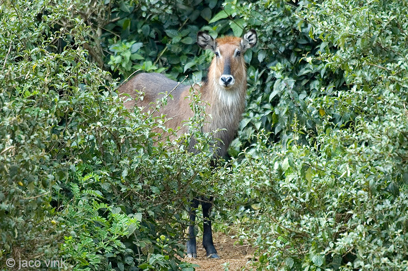 Waterbuck - Waterbok - Kobus ellipsiprymnus