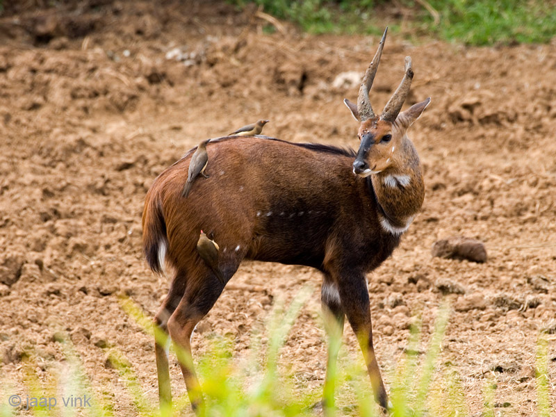 Bushbuck - Bosbok - Tragelaphus scriptus