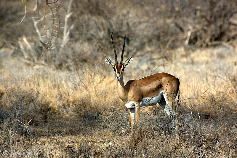 Grants Gazelle - Grantgazelle - Nanger granti 