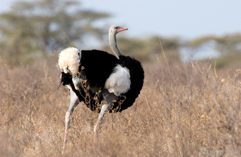 Somali Ostrich -  Somalische Struisvogel - Struthio molybdophanes