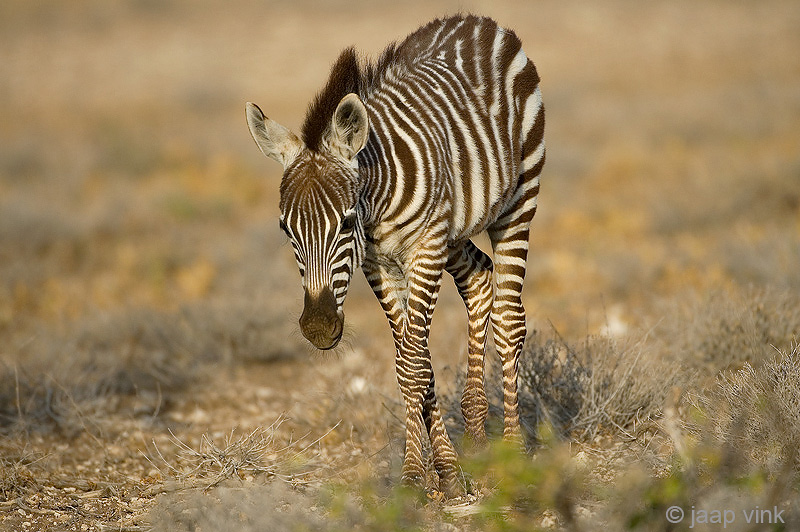 Plains Zebra - Steppezebra - Equus quagga