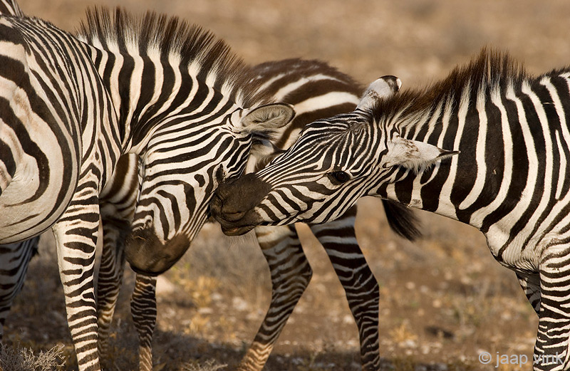 Plains Zebra - Steppezebra - Equus quagga