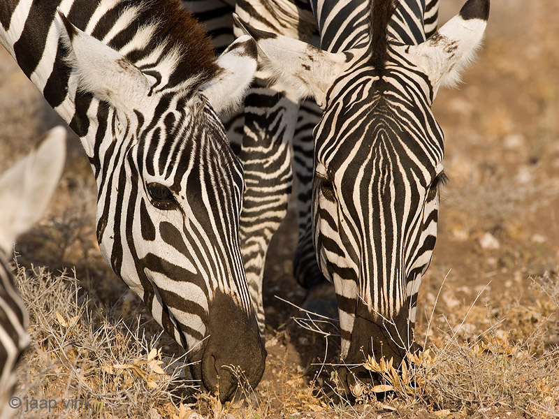 Plains Zebra - Steppezebra - Equus quagga