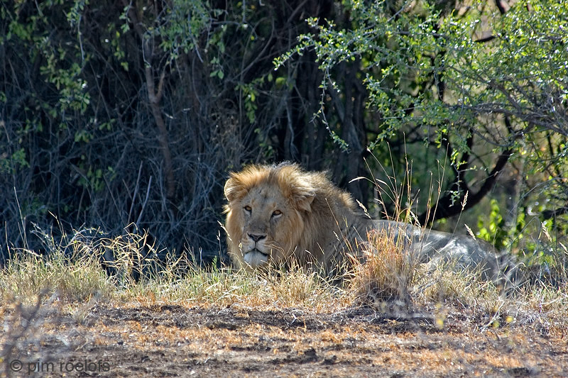 Lion - Leeuw - Panthera leo