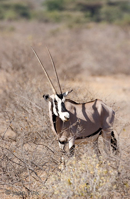 East African Oryx - Oost-Afrikaanse Spiesbok - Oryx beisa