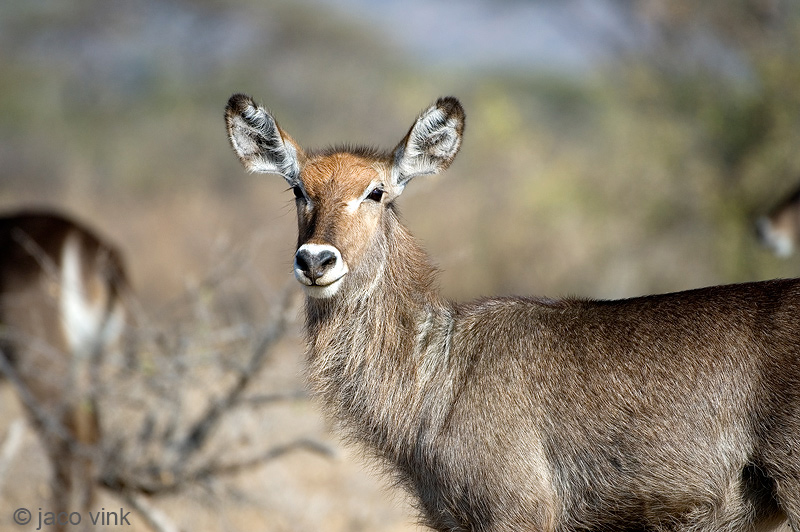 Waterbuck - Waterbok - Kobus ellipsiprymnus