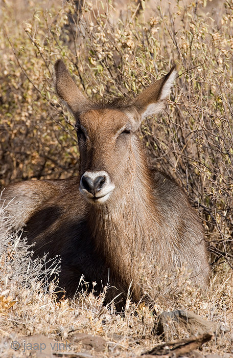 Waterbuck - Waterbok - Kobus ellipsiprymnus