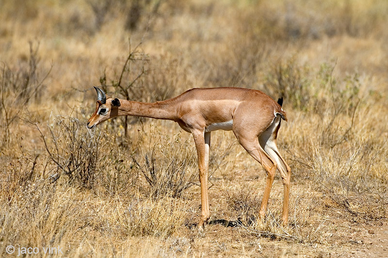 Geranuk - Gerenoek - Litocranius walleri