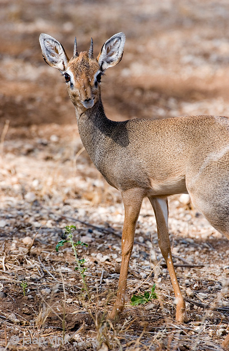 Kirks Dik-dik - Kirks Dikdik - Madoqua kirkii