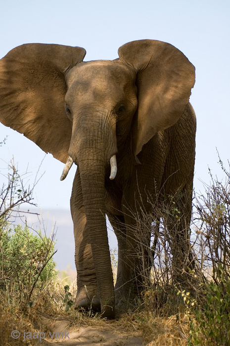 African Elephant - Afrikaanse Olifant - Loxodonta africana