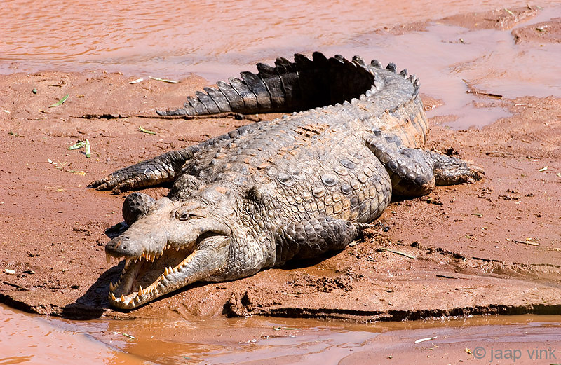 Nile Crocodile - Nijlkrokodil - Crocodylus niloticus