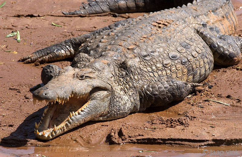Nile Crocodile - Nijlkrokodil - Crocodylus niloticus