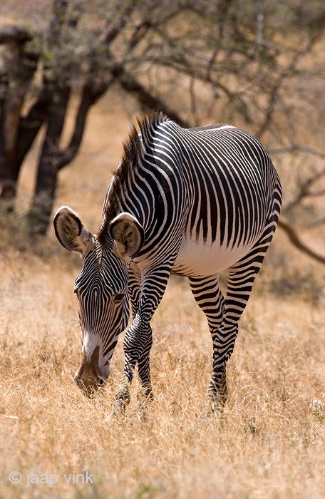 Grevys Zebra - Grvyzebra - Equus grevyi