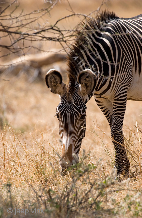 Grevys Zebra - Grvyzebra - Equus grevyi