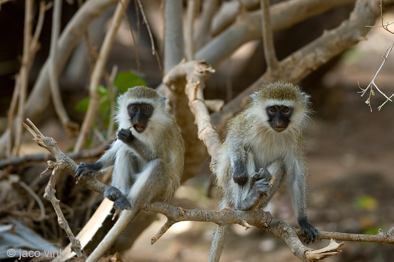 Vervet monkey - Groene Meerkat - Chlorocebus pygerythrus