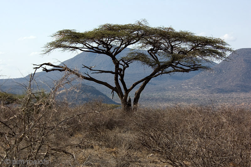 Acacia tree