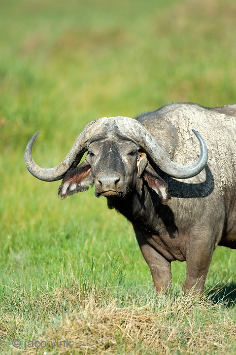 Cape Buffalo - Kaapse Buffel - Syncerus caffer