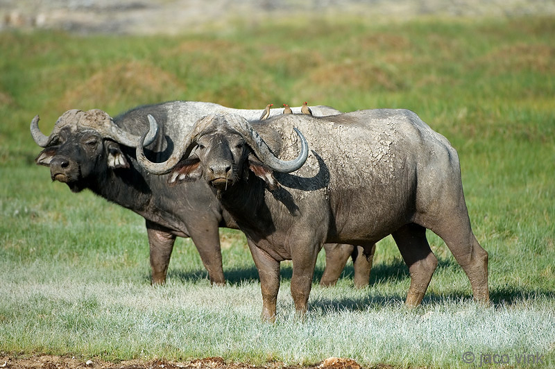 Cape Buffalo - Kaapse Buffel - Syncerus caffer