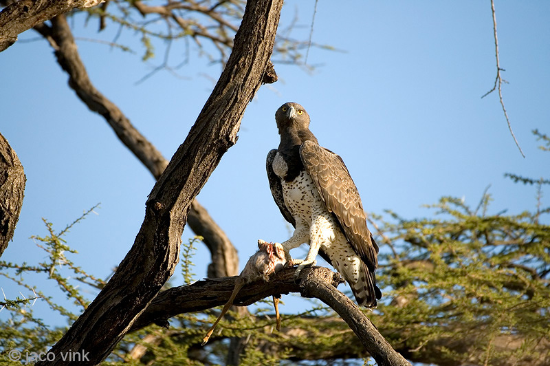 Martial Eagle - Vechtarend - Polemaetus bellicosus