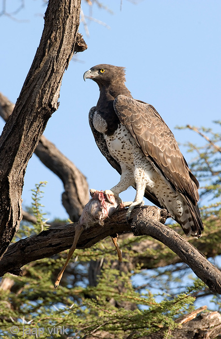 Martial Eagle - Vechtarend - Polemaetus bellicosus
