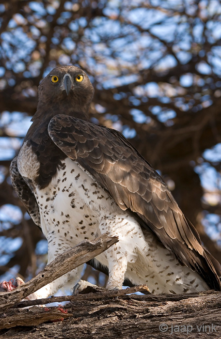 Martial Eagle - Vechtarend - Polemaetus bellicosus