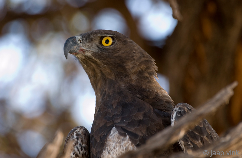 Martial Eagle - Vechtarend - Polemaetus bellicosus