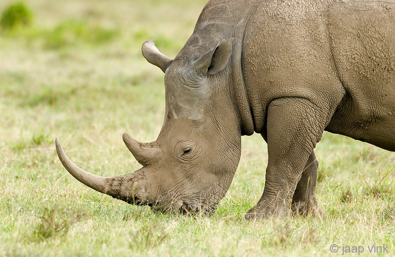 White Rhinoceros - Witte Neushoorn - Ceratotherium simum