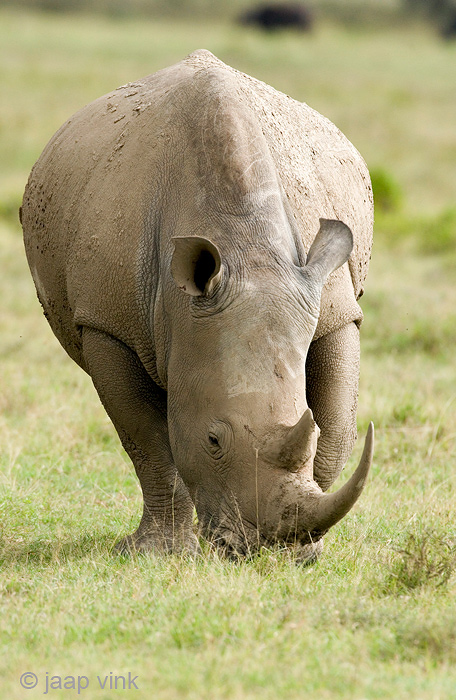 White Rhinoceros - Witte Neushoorn - Ceratotherium simum