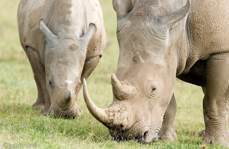 White Rhinoceros - Witte Neushoorn - Ceratotherium simum