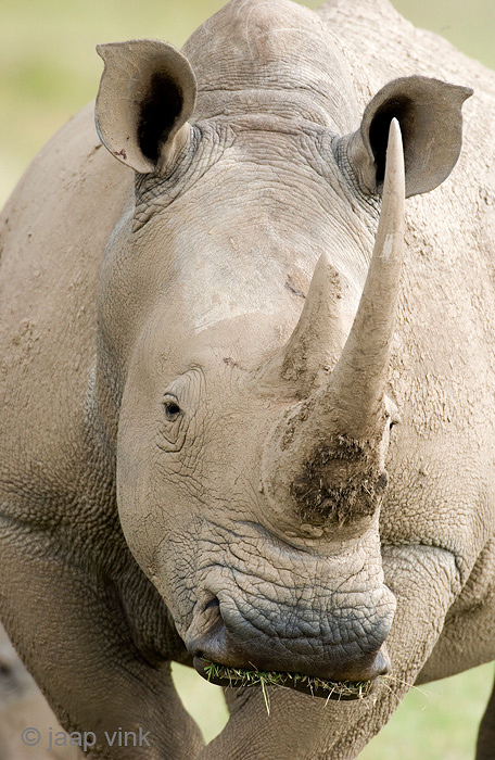 White Rhinoceros - Witte Neushoorn - Ceratotherium simum