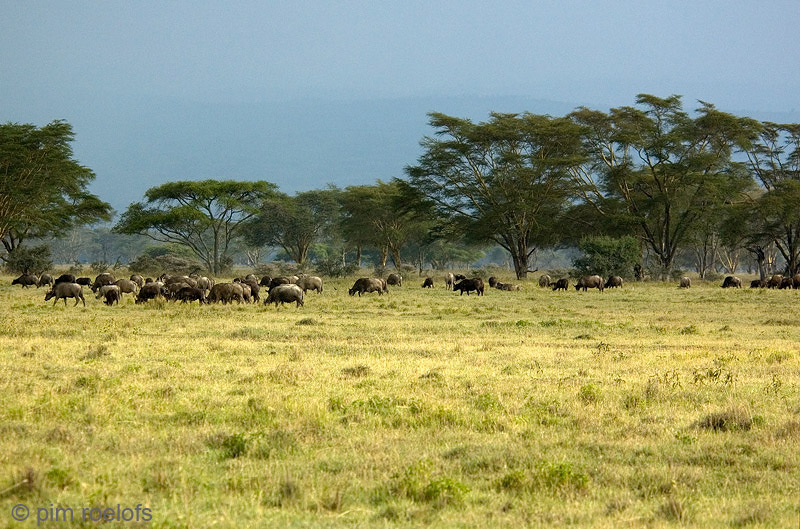 Cape Buffalo - Kaapse Buffel - Syncerus caffer