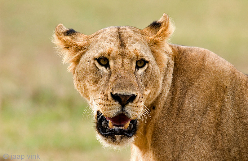 Lion - Leeuw - Panthera leo