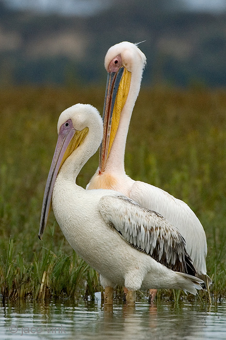 Great White Pelican - Roze Pelikaan - Pelecanus onocrotalus
