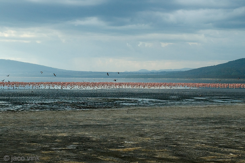 Lesser Flamingo - Kleine Flamingo - Phoeniconaias minor