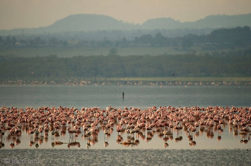 Lesser Flamingo - Kleine Flamingo - Phoeniconaias minor