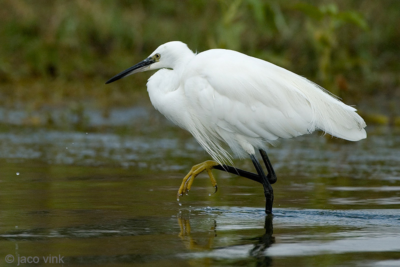 Little Egret - Kleine Zilverreiger - Egretta garzetta