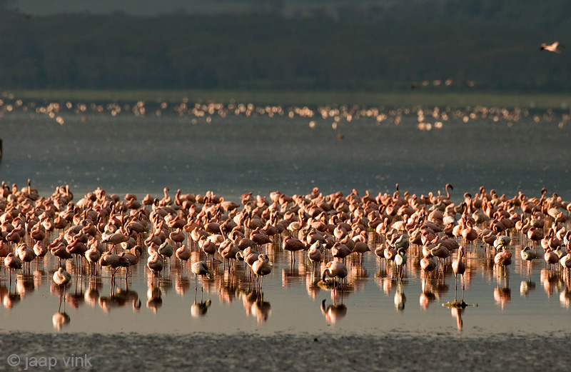 Lesser Flamingo - Kleine Flamingo - Phoeniconaias minor