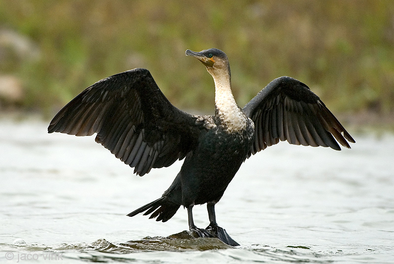 Great Cormorant - Aalscholver - Phalacrocorax carbo africanus
