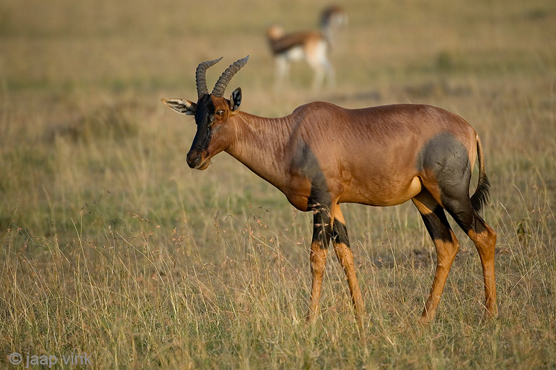 Topi - Topi - Damaliscus korrigum