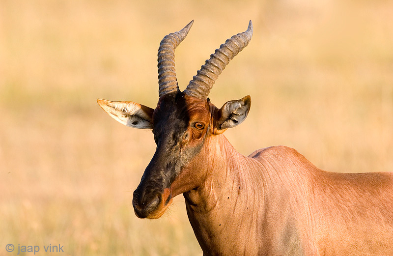 Topi - Topi - Damaliscus korrigum