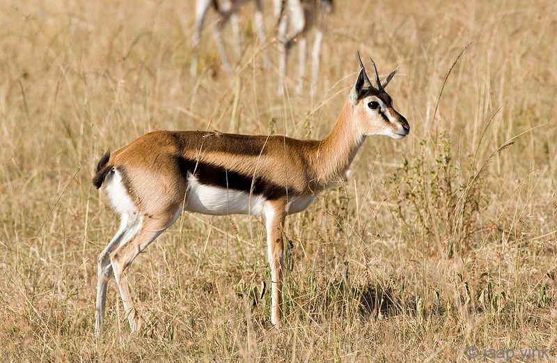 Thomsons Gazelle - Thomsongazelle - Eudorcas thomsonii