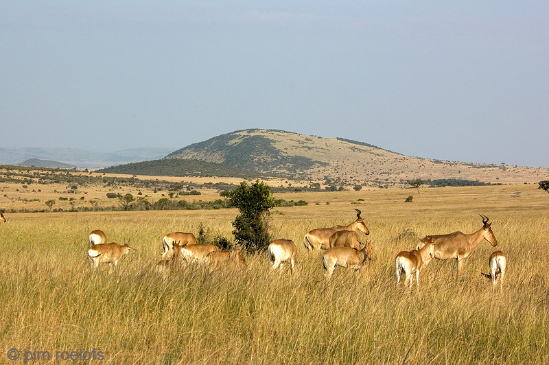 Hartebeest - Hartebeest - Alcelaphus buselaphus