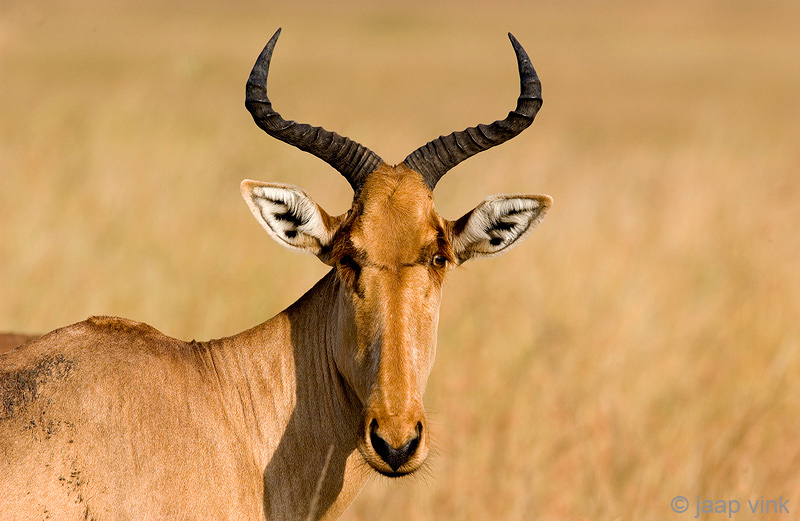 Hartebeest - Hartebeest - Alcelaphus buselaphus