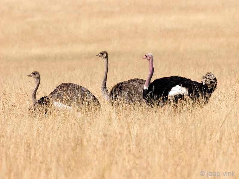 Ostrich - Struisvogel - Struthio camelus