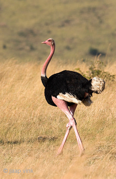 Ostrich - Struisvogel - Struthio camelus