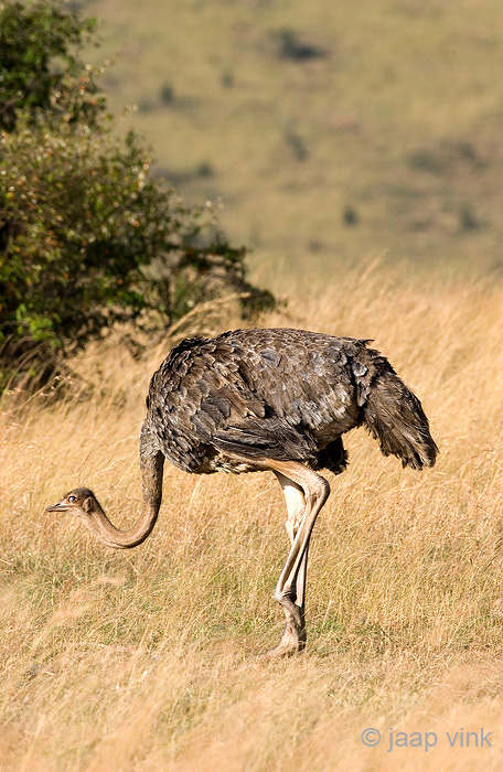 Ostrich - Struisvogel - Struthio camelus