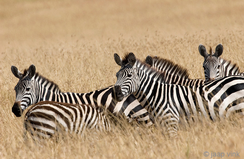 Plains Zebra - Steppezebra -Equus quagga